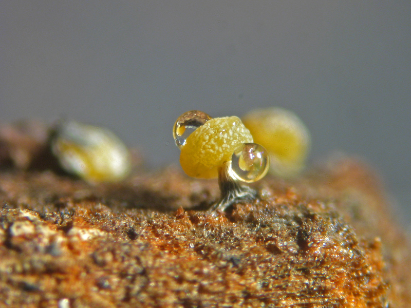 Physarum sp. ?